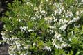 Zahradní květiny Gaultheria, Checkerberry bílá fotografie