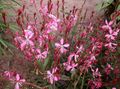 ružičasta Cvijet Gaura Foto i karakteristike