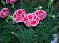 roza Cvet Dianthus, Kitajska Avte fotografija in značilnosti