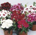Trädgårdsblommor Dianthus, Porslin Rosa, Dianthus chinensis vit Fil
