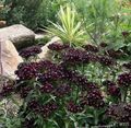 Sodo Gėlės Saldus William, Dianthus barbatus juodas Nuotrauka