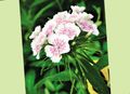 Gartenblumen Sweet William, Dianthus barbatus weiß Foto