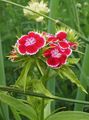 Садовые Цветы Гвоздика турецкая, Dianthus barbatus красный Фото