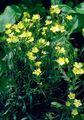 galben Floare Perenă Dianthus fotografie și caracteristici