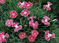 červená Květina Dianthus Perrenial fotografie a charakteristiky