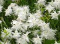 I fiori da giardino Perrenial Dianthus, Dianthus x allwoodii, Dianthus  hybrida, Dianthus  knappii bianco foto