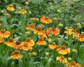 Bahçe Çiçekleri Sneezeweed, Helen Çiçek, Papatya Dogtooth, Helenium autumnale turuncu fotoğraf