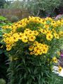 ყვითელი  Sneezeweed, Helen-ის ყვავილების, Dogtooth Daisy სურათი და მახასიათებლები