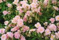 ružičasta Cvijet Rock Ruža Foto i karakteristike