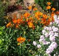 Dārza Ziedi Rock Rose, Helianthemum oranžs Foto