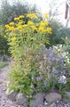 Dārza Ziedi Nepatiesa Saulespuķu, Vērsis-Eye, Saulespuķu Heliopsis, Heliopsis helianthoides dzeltens Foto