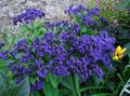 blau Blume Heliotrop, Kirschkuchen-Anlage Foto und Merkmale