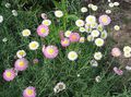 alb Floare Daisy Hârtie, Sunray fotografie și caracteristici