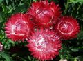 Záhradné kvety Papier Sedmokráska, Sunray, Helipterum červená fotografie