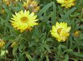 жълт Цвете Strawflowers, Хартия Маргаритка снимка и характеристики
