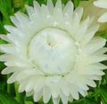 Садовыя Кветкі Гелихризум Вялікі, Helichrysum bracteatum белы фота