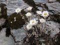 bela Cvet Helichrysum Perrenial fotografija in značilnosti