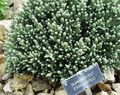 庭の花 ヘリクリサムのPerrenial, Helichrysum ホワイト フォト
