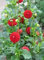 rdeča Cvet Dahlia fotografija in značilnosti