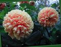 pembe çiçek Dalya fotoğraf ve özellikleri