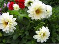 Dārza Ziedi Dālija, Dahlia balts Foto
