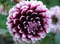 burgundia Floare Dalie fotografie și caracteristici