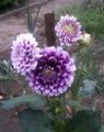 vijolična Cvet Dahlia fotografija in značilnosti
