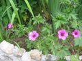 roze Bloem Winterharde Geranium, Wilde Geranium foto en karakteristieken