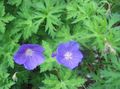 modrá Kvetina Vytrvalý Pelargónie, Divoké Pelargónie fotografie a vlastnosti