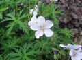 valkoinen Kukka Hardy Geranium, Villi Geranium kuva ja ominaisuudet