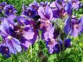 violet Floare Geranium Hardy, Muscata Salbatica fotografie și caracteristici