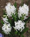 Trädgårdsblommor Holländsk Hyacint, Hyacinthus vit Fil