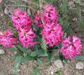 розе Цвет Холандски Зумбул фотографија и карактеристике