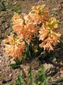 oranžna Cvet Dutch Hyacinth fotografija in značilnosti