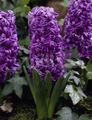фіолетовий Квітка Гіацинт Фото і характеристика