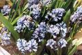 les fleurs du jardin Hyacinthella Pallasiana bleu ciel Photo