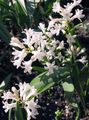 Vrtno Cvetje Hyacinthella Pallasiana bela fotografija