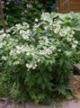 Gradina Flori Virginia Waterleaf, Hydrophyllum virginianum alb fotografie