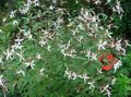 园林花卉 鲍曼根，, Gillenia trifoliata 白 照