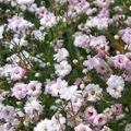 Trädgårdsblommor Gypsophila, Gypsophila paniculata rosa Fil