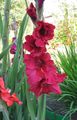 წითელი ყვავილების Gladiolus სურათი და მახასიათებლები