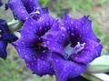 синій Квітка Гладіолус (Шпажнік) Фото і характеристика