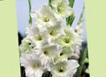 Gartenblumen Gladiole, Gladiolus weiß Foto