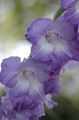 jasnoniebieski Kwiat Mieczyk (Gladiolus) zdjęcie i charakterystyka