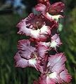 庭の花 グラジオラス, Gladiolus ブルゴーニュ フォト