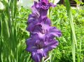 Záhradné kvety Mečík, Gladiolus fialový fotografie