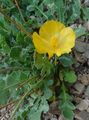 жовтий Квітка Глауциум Фото і характеристика
