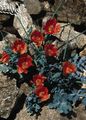 Hage blomster Sjø Poppy, Horned Poppy, Glaucium rød Bilde