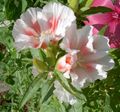 λευκό λουλούδι Atlasflower, Αντίο-Να-Την Άνοιξη, Godetia φωτογραφία και χαρακτηριστικά