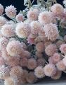 Gartenblumen Kugelamarant, Gomphrena globosa rosa Foto